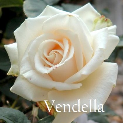 Роза Венделла, Vendella – относится к чайно-гибридным розам, к элитному классу причислена благодаря своему изысканному цвету. Цветок имеет насыщенный бело-кремовый цвет, или цвет слоновой кости, благодаря которому, эти розы выглядят одновременно естественно и шикарно. Такой цвет дополнит любую смешанную композицию из цветов, и более того, роза Венделла является неотъемлемой частью свадебного букета невесты.
