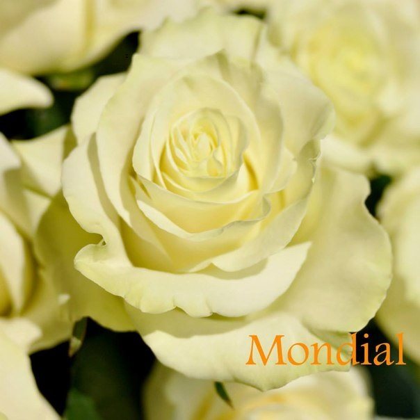 Роза Мондиаль - относится к семейству чайно- грибковых роз.Цветки имеют красивый, коралловый цвет, более насыщенный в центре цветка. Цветки крупные, диаметром 10-11 сантиметров.Мондиаль очень любят флористы, и не только за то, что этот вид очень долго живет в вазе, но и потому, что роза сорта Мондиаль отлично смотрится в различных композициях, в сочетании с зеленью, а также в монобукетах. 