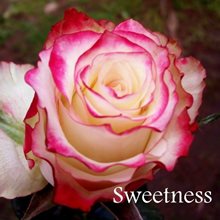 Роза Свитнес – чайно-гибридная роза. Сорт имеет оригинальный окрас лепестков, верх лепестка серебристо-розовый, а низ — ярко-розовый. Цветы состоят из 60 лепестков, образуют четко выделяющийся центральный конус, в диаметре достигают 10 сантиметров. Запах цветка ярко выражен, как и у розы Бланш. 