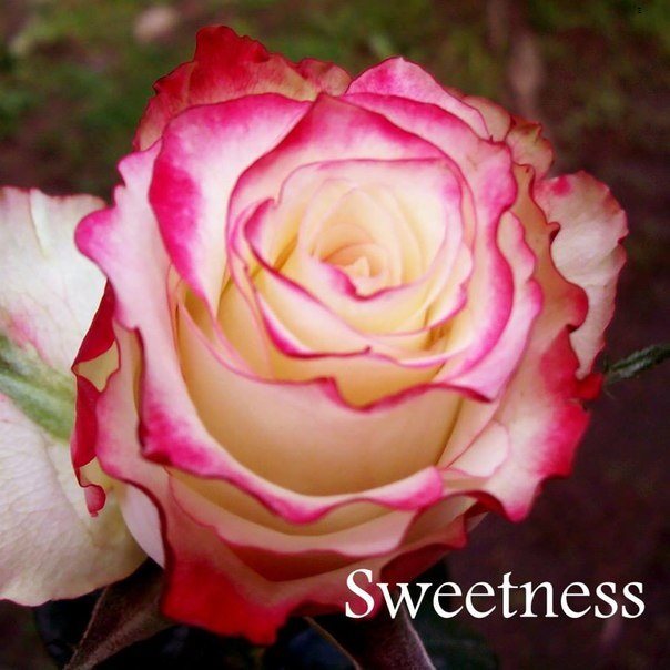 Роза Свитнес – чайно-гибридная роза. Сорт имеет оригинальный окрас лепестков, верх лепестка серебристо-розовый, а низ — ярко-розовый. Цветы состоят из 60 лепестков, образуют четко выделяющийся центральный конус, в диаметре достигают 10 сантиметров. Запах цветка ярко выражен, как и у розы Бланш. 
