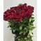 Купить 49 красных роз 120 см.