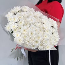 15 хризантем Балтика