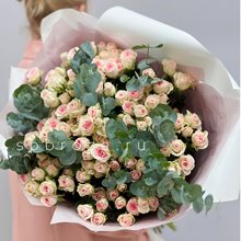 25 кустовых роз Гуд Муд с эвкалиптом