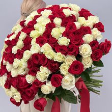 151 роза Эквадор 60 см Фридом и Мондиаль