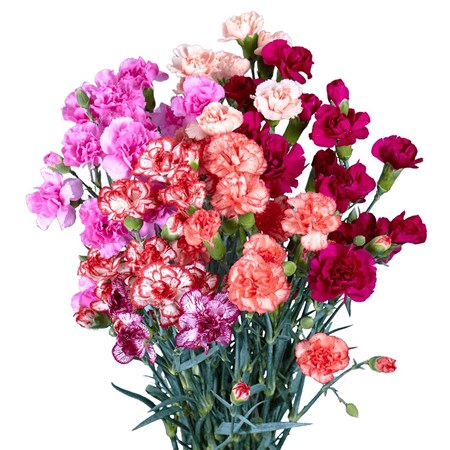 Гелиевые шары Гвоздика оптом СПб