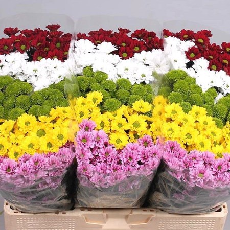 Флористические материалы Хризантема оптом СПб