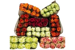 Роза Кения 40 см оптом