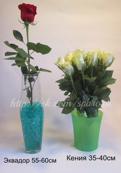 Бутон эквадорской розы