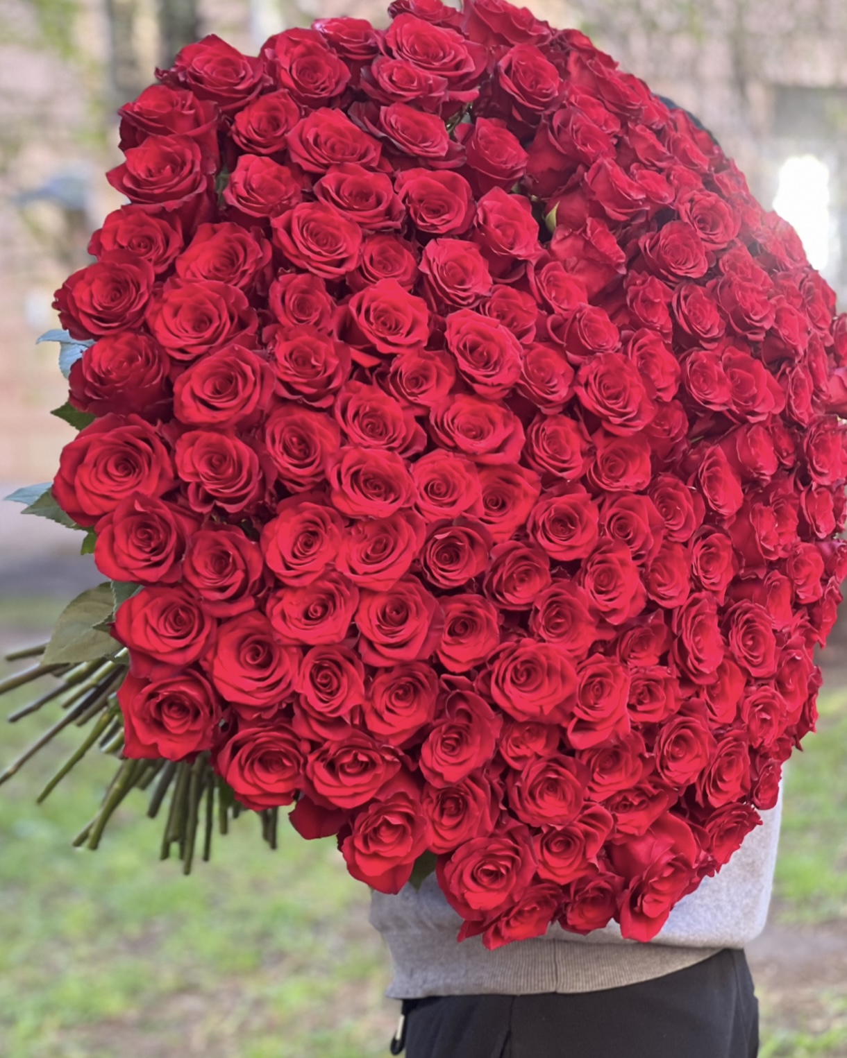 151 красная роза - крупный план