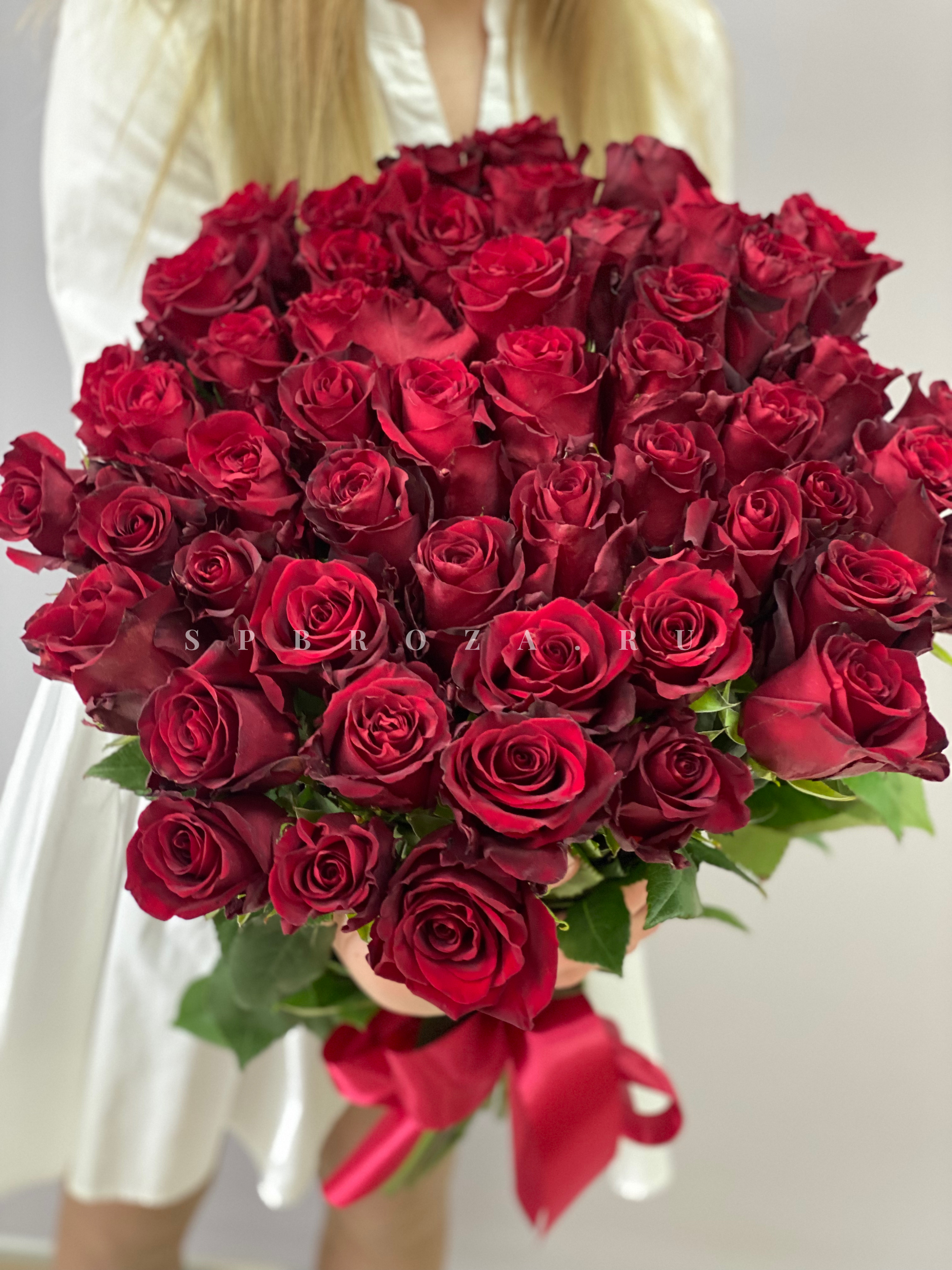 Крупный план бутона бордовой розы Explorer