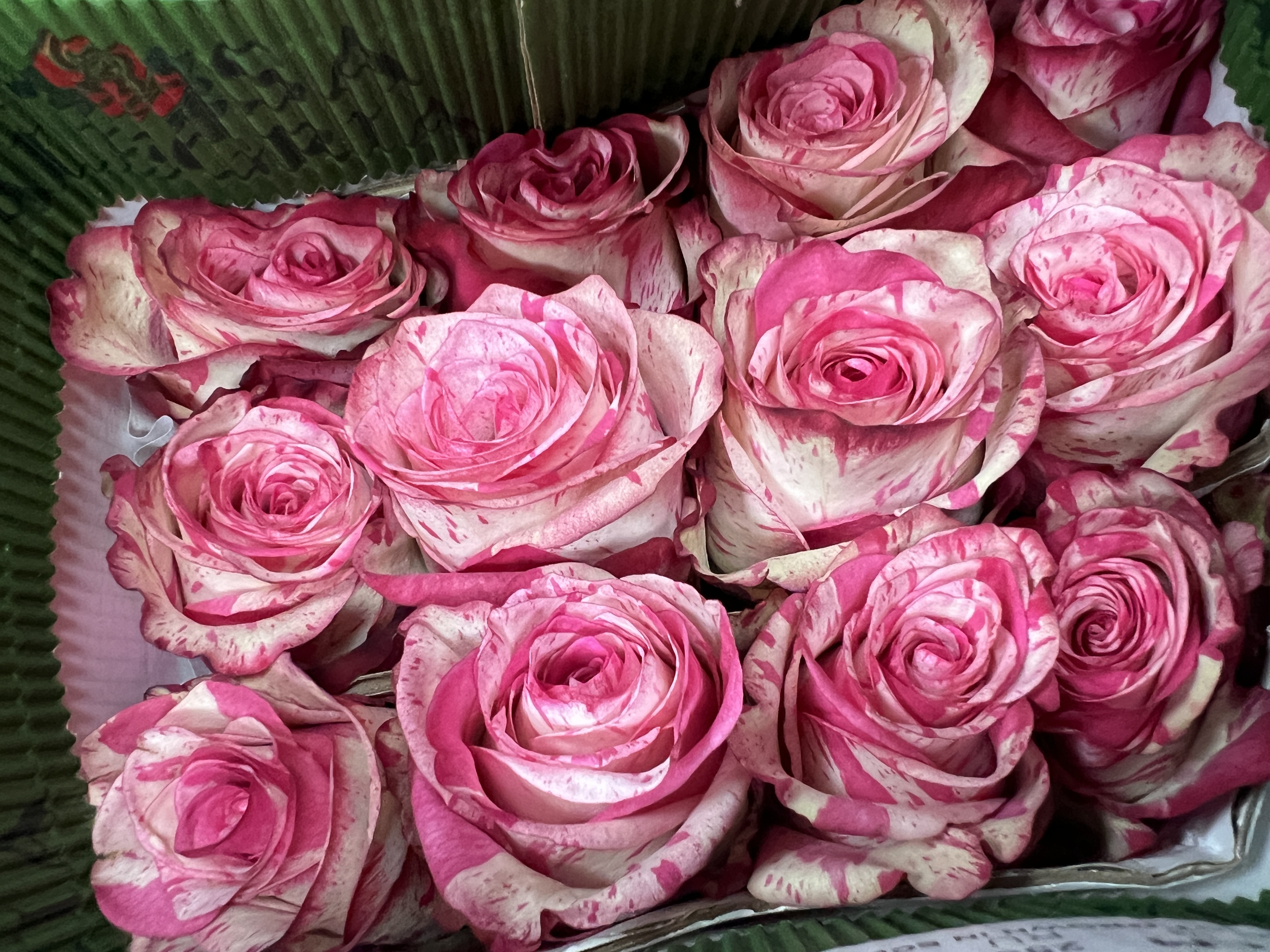 Детальный вид розы Мэджик Тайм - градиентный окрас