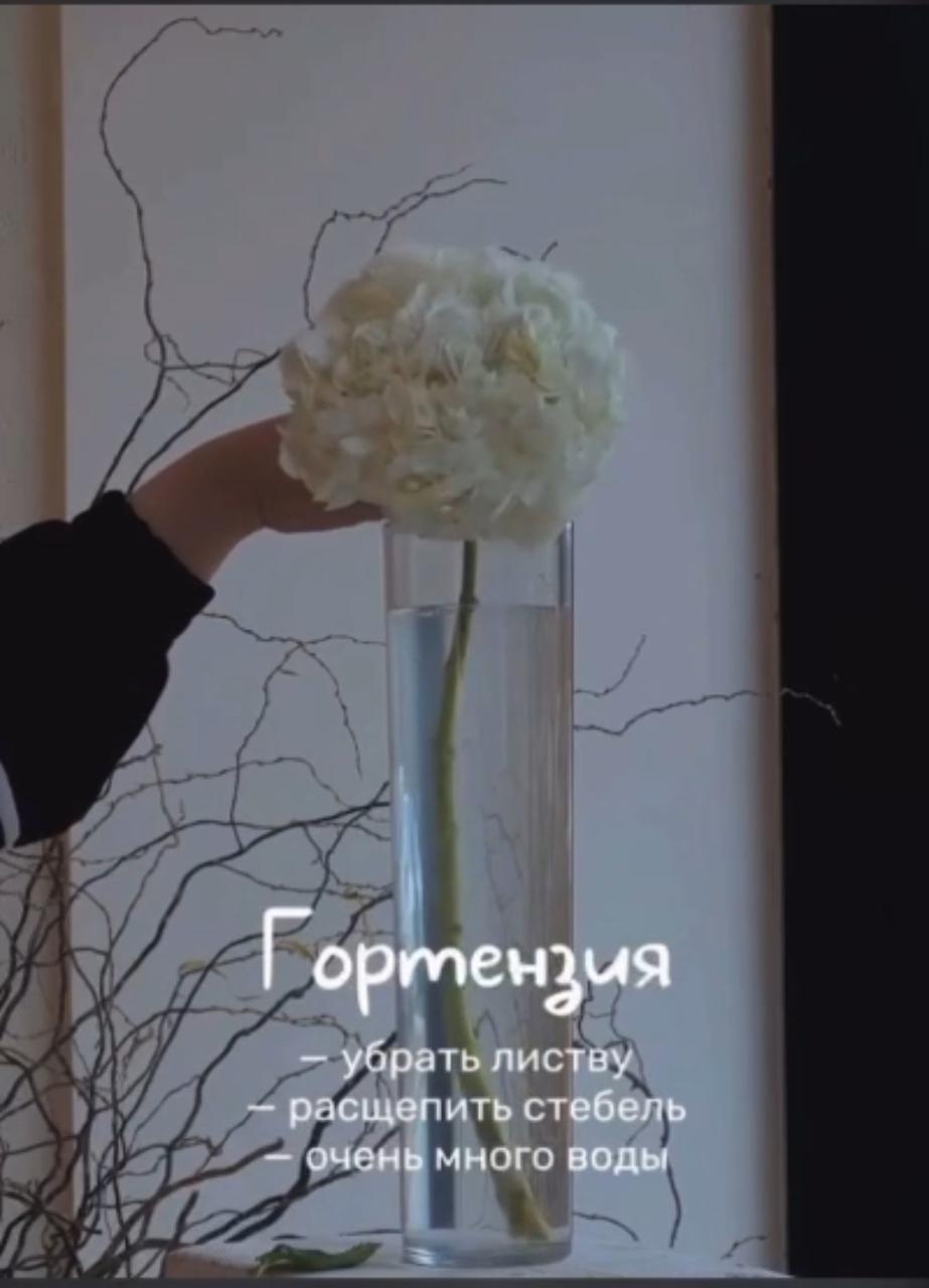 Уход за гортензиями из фоамирана: удаление пыли