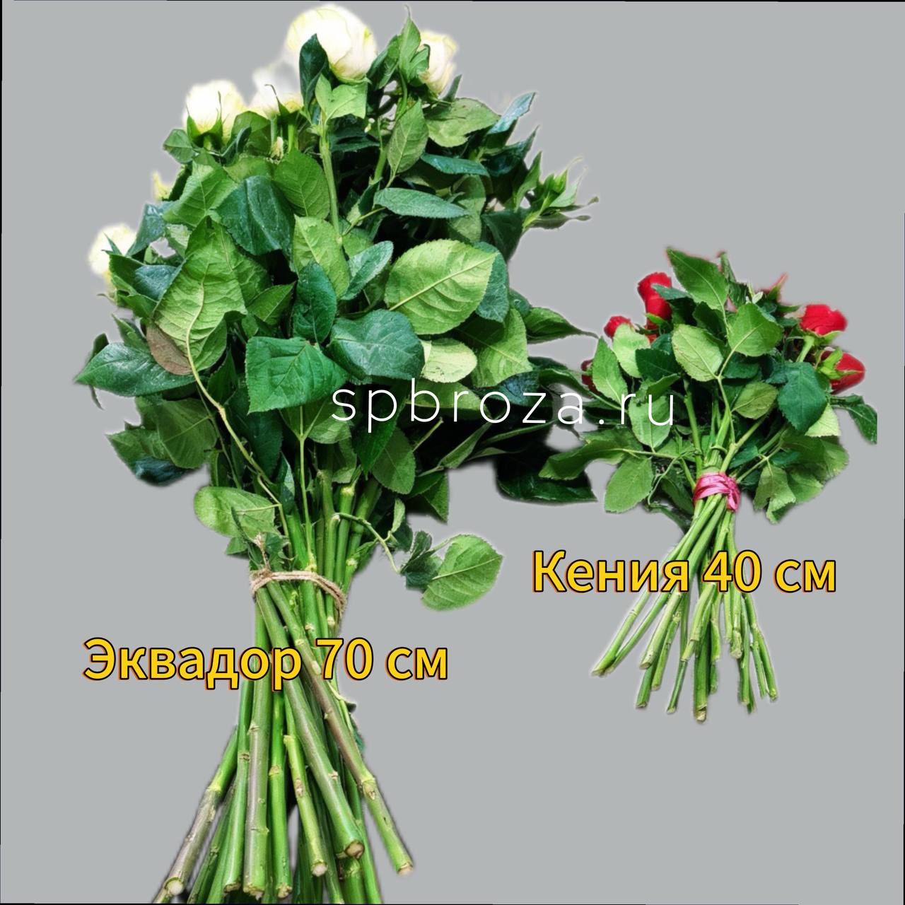 Эквадорские розы 60 см сорт Фридом