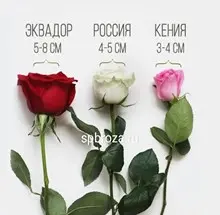 отличие розы россия от эквадор