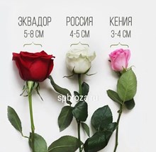 Уход за розами