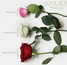 отличие розы эквадор от кении